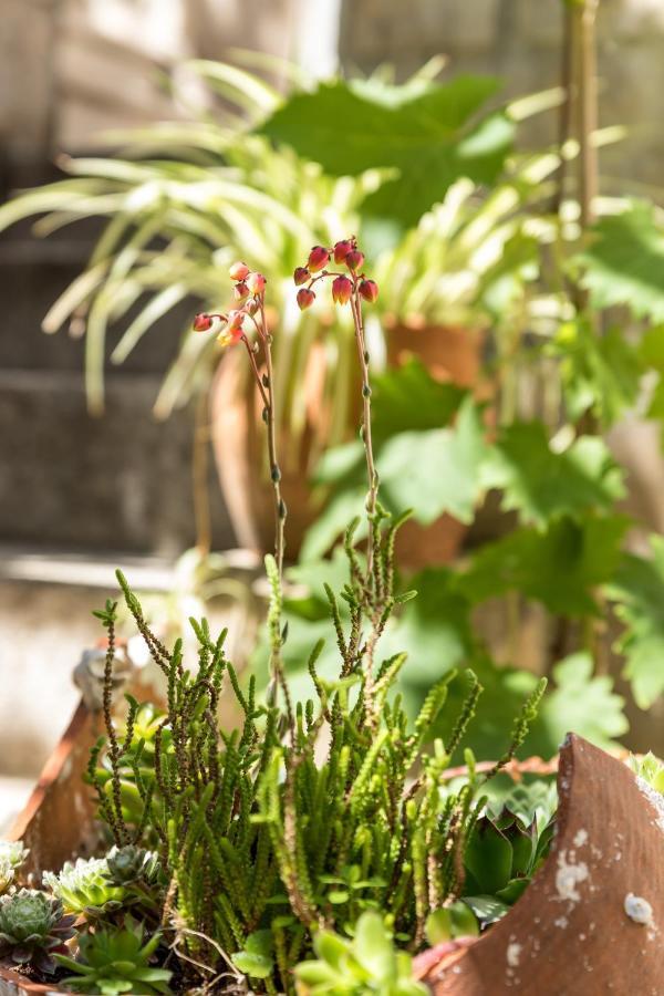Luxury Apartment Silvana With Beautiful Garden Split Exterior foto
